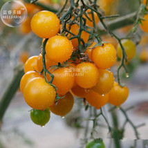 Fresh Seeds Cherry Tomato Mini Golden Round Fruit Seeds 300 Seeds Very Sweet Org - $13.98