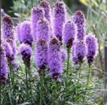 Purple Blazing Star Flower 500 Seeds - £9.43 GBP