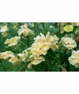 200+ California Cream Swirl Poppy Seeds for Garden and Planting - €4,26 EUR