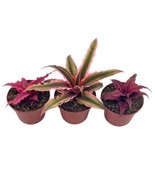 Cryptanthus bivittatus Assortment, Earth Star Bromeliad Set of 3 - £22.16 GBP