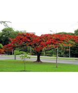 5 Seeds Red Flame Tree Bonsai Favorite From US - £7.86 GBP