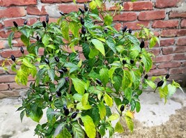 Item image 1 image 1