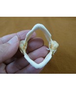 (sj475-15) 2" UNDULATE RAY jaw Raja undulata jaws t**th educational science - €34,61 EUR (sj475-15) 2" UNDULATE RAY jaw Raja undulata jaws t**th educational science - €34,61 EUR