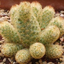 20Pcs Ladyfinger Cactus Seeds Mammillaria Elongata Seed - £16.49 GBP