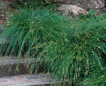 Berkeley Sedge Grass Ground Cover Ornamental Carex Divulsa 200 Seeds - $5.88