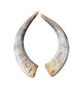 Polished Watusi Horn Set- Polished Cow Horns , 2 Polished Ox Horns 22&quot; Long - $4,174.08 MXN