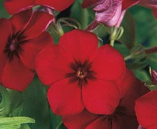 25 Phlox Seeds Phlox 21st Century Crimson Phlox drummondii Very Showy! - $20.29