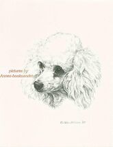 #251 WHITE POODLE portrait dog art print * Pen and ink drawing by Jan Je... - $12.50
