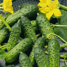 FA Store 25 Calypso Hybrid Cucumber Seeds Non Gmo Fresh - £6.36 GBP
