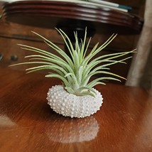 Air Plant in Urchin Shell, Live Tillandsia Ionantha airplant in seashell holder