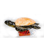 Hand Carved Marble Stone Sea Turtle Figure 5&quot; Long Random Color Unique 1... - $281.19 MXN