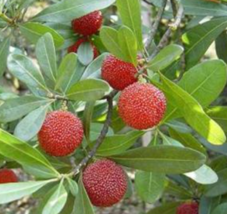 Myrica Rubra Yangmei Trees (Different Varieties). 4 Years Old Grafted - $219.99