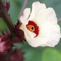 50 Roselle Hibiscus Sabdariffa Rosella Fruit White Red Flower Seeds New Fresh Se - £13.36 GBP