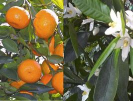 SATSUMA FRUIT  Live Plant - CITRUS 3 to 6 inches seedling - Mandarin Tangerine O - £31.16 GBP