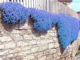  Blue Creeping Thyme Cress Rock Plant Flowers, 100 SEEDS D - £11.34 GBP