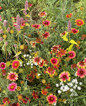 From Usa Wildflower Mix Xeriscape Eastern U.S. Perennials Annuals Usa Non-GMO 35 - £3.17 GBP