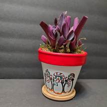 Purple Heart Plant in Hand-painted Planter, 4" Houseplant, Christmas Plant Pot image 2