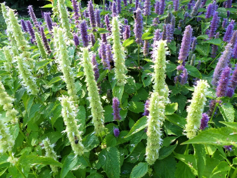 Purple Giant Hyssop Seeds (500 Seeds) Stunning Wildflowers Agasta - £10.42 GBP