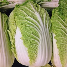 Michihili Napa Chinese Cabbage Vegetable Gardening Fresh USA SHIPPING - £9.50 GBP