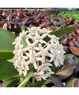 Hoya Australis potted - not in bloom. Known for its rounded, oval-shaped... - €21,51 EUR