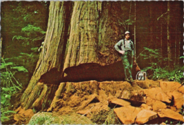 Postcard Washington Giant Western Red Cedar Olympic Peninsula Logging 6 s 4 Ins. - £3.95 GBP