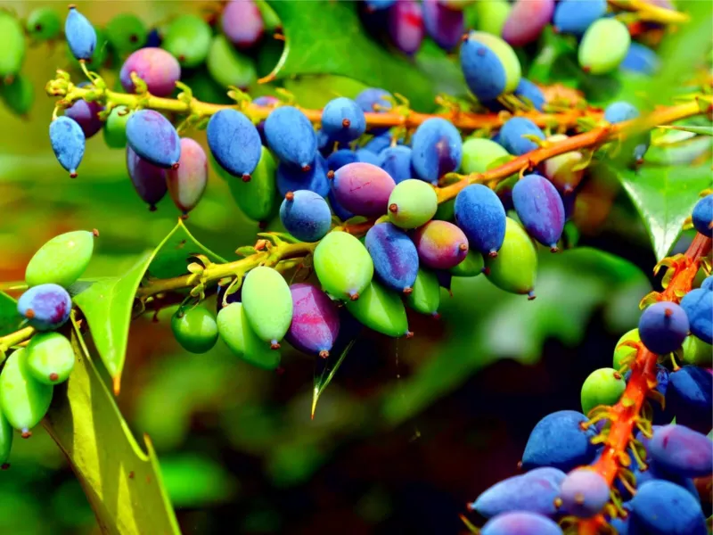 20 Oregon Grape Seeds Stunning Ornamental Fruit Bearing Plant - $12.58