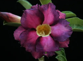 8 seeds / pack, Rosy Adenium Obesum Kusuma Violet Desert Rose Flowers Seeds - £19.95 GBP