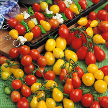  Tomato Family&#39; Red Yellow Green Small Tomato 100 edible sweet fruits TS... - $6.00