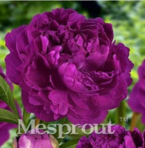 New Fresh 10Pcs Precious China Peony Flower Bonsai Potted Flowers Bonsai... - $10.32