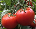 Manitoba Tomato Seeds, 30 Seeds, BUY 2 GET 1 FREE, NON-GMO, FREE SHIPPING - $1.87