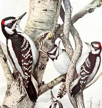 Downy And Hairy Woodpeckers 1936 Bird Art Lithograph Color Plate Print D... - $756.95 MXN