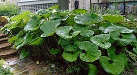 5 Seeds Primrose Petasites Japonicus Giganteus Dinosaur Seeds Garden - £4.92 GBP