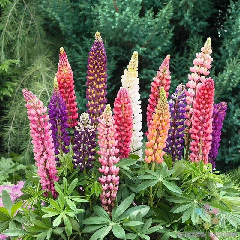 AW 25 Seeds Russell Mix Lupine Planting Non Gmo Herb Easy To Grow - $11.00