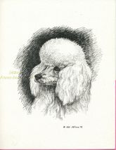 #11  WHITE POODLE  portrait dog art print * Pen and ink drawing * Jan Je... - $12.50