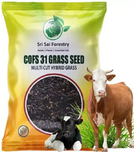 Super Napier Grass Seeds | Berseem Grass Seeds Combo Pack - 200g Animal ... - $64.34