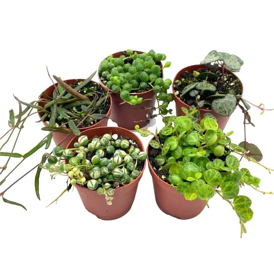 Succulent Strings Set Variegated String of Pearls Turtles Hearts and More P - £55.93 GBP