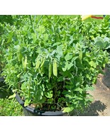 50 Seeds SUGAR POD II SNOW PEAS 30&quot;Bush 4-5&quot;Pods Baskets/Garden/Patio Co... - $16.75