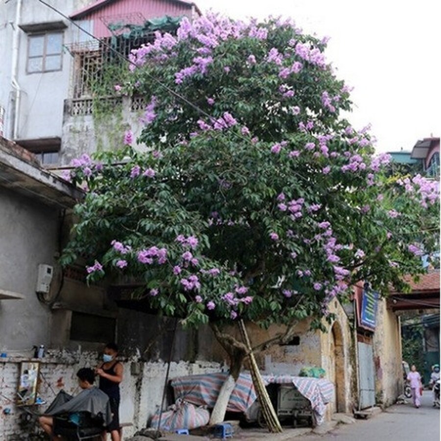Thai Crape Myrtle Tree Seeds Lagerstroemia floribunda 50 Seeds New Fresh... - $14.98
