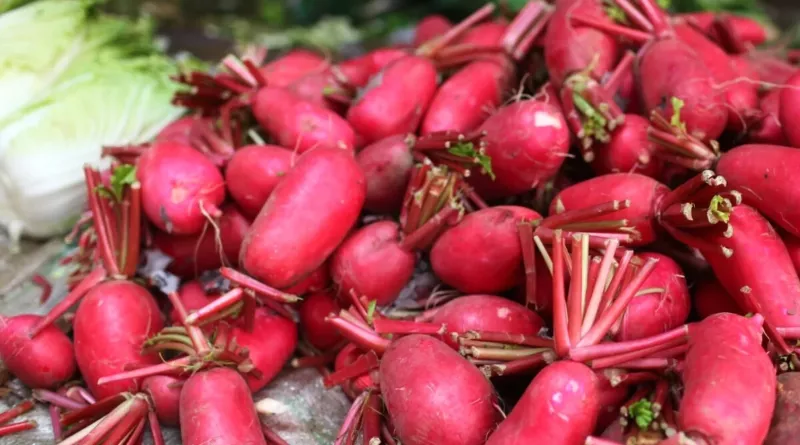 500 Sichuan Red Beauty Radish Seeds for Garden Planting - $8.07