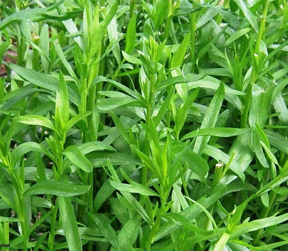 Tarragon Seeds 1000 Seeds Fast Shipping - £7.19 GBP