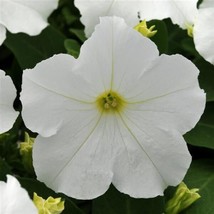 50 Pelleted Seeds Pretty Grand White Petunia Seeds - £23.96 GBP
