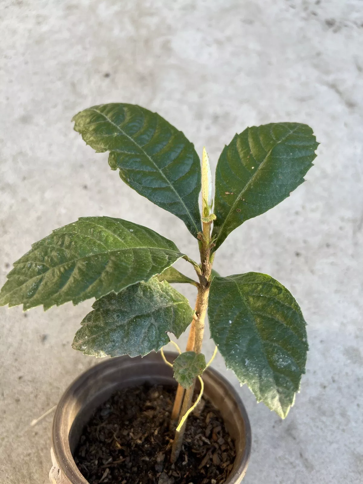 8” With Pot Loquat Tree Tropical Plant Sweet Juicy Ready To Plant - $53.98