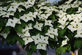 1 Kousa Dogwood Tree 6-12&quot; in a Quart Pot - £31.60 GBP