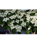 1 Kousa Dogwood Tree 6-12&quot; in a Quart Pot - $39.96