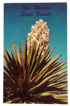 Yucca in Bloom New Mexico State Flower Spanish Bayonet Curt Teich Postcard 1952 - $3.99