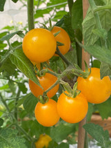 New Fresh 50 Seeds Dwarf Eagle Smiley Tomato Juicy Tomatoe Vegetable Garden - $7.00