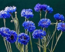 1000 Dwarf Blue Bachelors Button Cornflower Centaurea Cyanus Flower Seeds Fresh  - $10.45