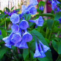 Virginia Bluebell wild flower 10 root- shade lover (Mertensia) - $12.50