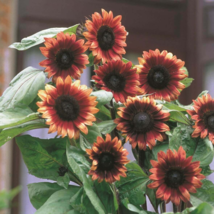 &#39;Cherry Rose Hybrid&#39; Dark Red Ornamental Sunflower - 20 Seeds - $6.38