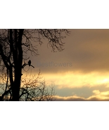 A Hawk in a Tree at Sunset - 8x8 Mounted Photograph - £22.54 GBP